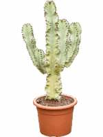 Euphorbia Ingens Marmorata D 27 H 100 cm - PlantenShop24 - 28-04-2025
