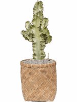Euphorbia Ingens Marmorata In Bohemian D 24 H 76 cm - PlantenShop24 - 23-04-2025