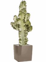 Euphorbia Ingens Marmorata In Lechuza Cube Premium D 24 H 95 cm - PlantenShop24 - 26-05-2025