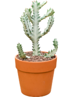 Euphorbia Lactea Ghost D 19 H 40 cm - PlantenShop24 - 31-03-2025