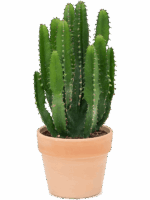 Euphorbia Triangularis D 16 H 50 cm - PlantenShop24 - 15-09-2025
