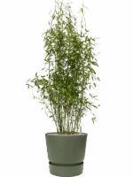 Fargesia Murieliae Jumbo In Greenville D 32 H 144 cm - PlantenShop24 - 22-04-2025