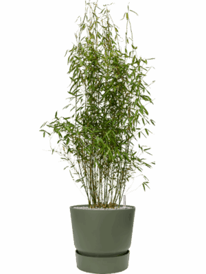 Fargesia Murieliae Jumbo In Greenville D 32 H 144 cm - PlantenShop24 - 22-04-2025