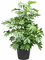 Fatsia Japonica D 45 H 160 cm - PlantenShop24 - 14-04-2025