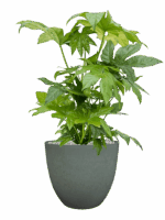 Fatsia Japonica In Artstone D 21 H 68 cm - PlantenShop24 - 22-04-2025