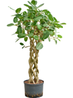 Ficus Benghalensis Audrey D 28 H 135 cm - PlantenShop24 - 04-04-2025