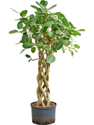Ficus Benghalensis Audrey D 28 H 135 cm - PlantenShop24 - 08-09-2025