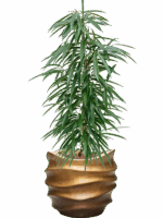 Ficus Binnendijkii Alii In Baq Gradient Lee D 18 H 116 cm - PlantenShop24 - 28-04-2025