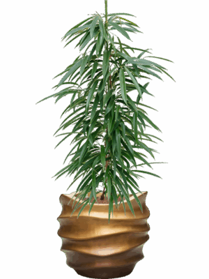 Ficus Binnendijkii Alii In Baq Gradient Lee D 18 H 116 cm - PlantenShop24 - 28-04-2025