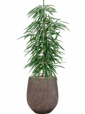 Ficus Binnendijkii Alii In Baq Opus Hit D 18 H 124 cm - PlantenShop24 - 28-04-2025
