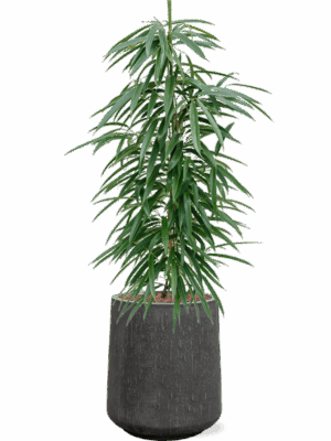 Ficus Binnendijkii Alii In Baq Raindrop D 18 H 123 cm - PlantenShop24 - 28-04-2025
