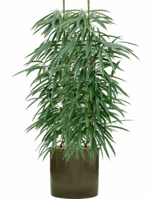 Ficus Binnendijkii Alii In Cylinder D 18 H 112 cm - PlantenShop24 - 28-04-2025