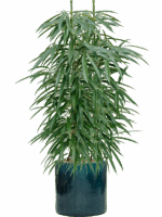 Ficus Binnendijkii Alii In Cylinder D 18 H 112 cm - PlantenShop24 - 28-04-2025