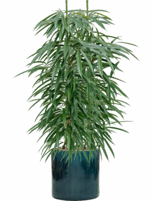 Ficus Binnendijkii Alii In Cylinder D 18 H 112 cm - PlantenShop24 - 28-04-2025