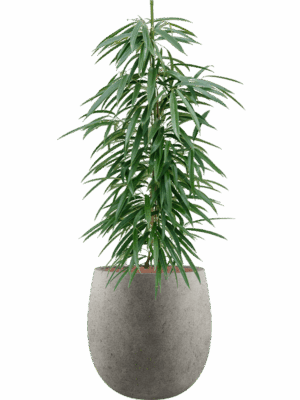 Ficus Binnendijkii Alii In Grigio D 18 H 124 cm - PlantenShop24 - 28-04-2025