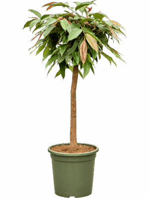 Ficus Binnendijkii Amstel King D 31 H 125 cm - PlantenShop24 - 04-07-2025