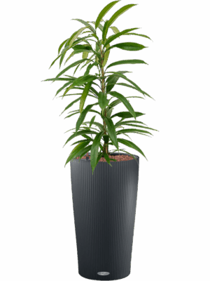 Ficus Binnendijkii Amstel King In Lechuza Cilindro D 15 H 82 cm - PlantenShop24 - 23-04-2025
