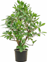 Ficus Cyathistipula D 30 H 140 cm - PlantenShop24 - 16-04-2025