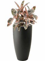Ficus Cyathistipula In Baq Lava D 18 H 147 cm - PlantenShop24 - 29-04-2025