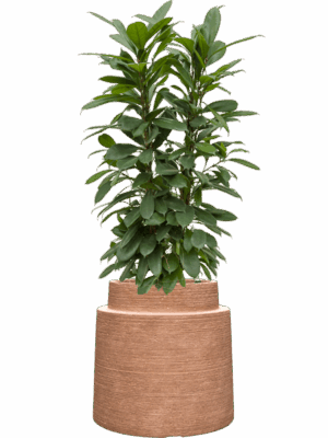 Ficus Cyathistipula In Colorado D 22 H 131 cm - PlantenShop24 - 30-04-2025