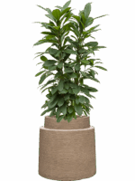 Ficus Cyathistipula In Colorado D 22 H 131 cm - PlantenShop24 - 30-04-2025