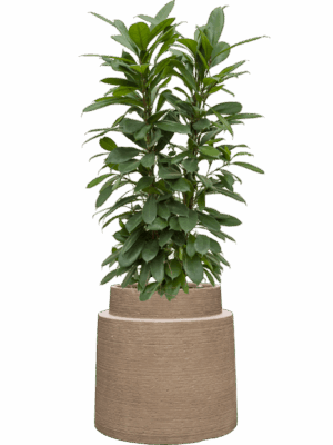 Ficus Cyathistipula In Colorado D 22 H 131 cm - PlantenShop24 - 30-04-2025
