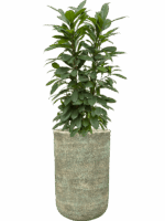 Ficus Cyathistipula In Mont Blanc D 22 H 142 cm - PlantenShop24 - 30-04-2025