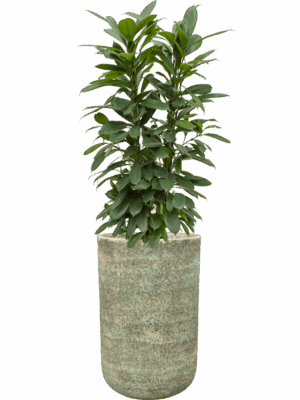 Ficus Cyathistipula In Mont Blanc D 22 H 142 cm - PlantenShop24 - 30-04-2025