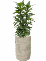 Ficus Cyathistipula In Mont Blanc D 22 H 143 cm - PlantenShop24 - 13-05-2025