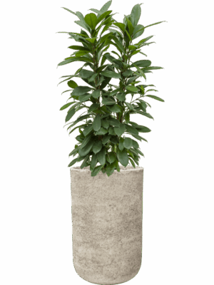 Ficus Cyathistipula In Mont Blanc D 22 H 143 cm - PlantenShop24 - 30-04-2025