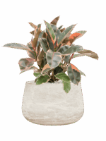 Ficus Elastica Belize In Baq Algar D 21 H 58 cm - PlantenShop24 - 23-04-2025