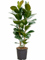 Ficus Elastica Robusta D 30 H 150 cm - PlantenShop24 - 28-04-2025