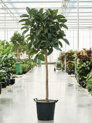 Ficus Elastica Robusta D 45 H 210 cm - PlantenShop24 - 22-05-2025