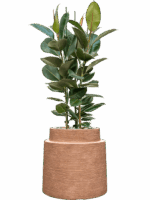 Ficus Elastica Robusta In Colorado D 30 H 137 cm - PlantenShop24 - 28-04-2025