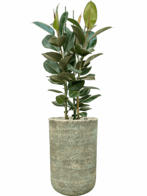 Ficus Elastica Robusta In Mont Blanc D 30 H 148 cm - PlantenShop24 - 28-04-2025