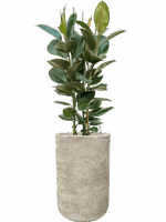 Ficus Elastica Robusta In Mont Blanc D 30 H 148 cm - PlantenShop24 - 28-04-2025