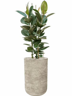Ficus Elastica Robusta In Mont Blanc D 30 H 148 cm - PlantenShop24 - 28-04-2025