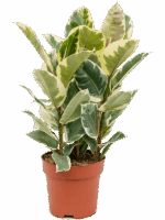 Ficus Elastica Tineke D 24 H 90 cm - PlantenShop24 - 22-04-2025