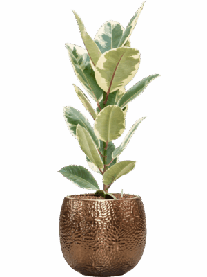 Ficus Elastica Tineke In Marly D 18 H 94 cm - PlantenShop24 - 28-04-2025