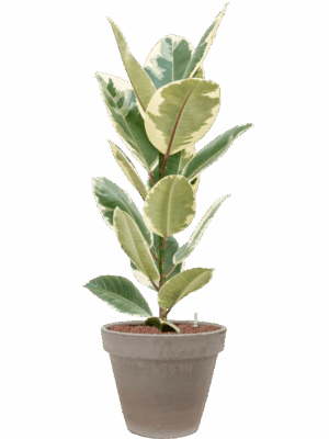 Ficus Elastica Tineke In Terra Cotta D 18 H 112 cm - PlantenShop24 - 28-04-2025