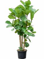 Ficus Lyrata 130/160 D 33 H 170 cm - PlantenShop24 - 25-04-2025