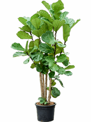 Ficus Lyrata 130/160 D 33 H 170 cm - PlantenShop24 - 25-04-2025