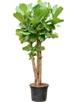 Ficus Lyrata D 38 H 200 cm - PlantenShop24 - 09-04-2025