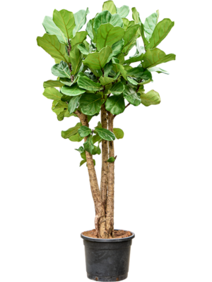 Ficus Lyrata D 38 H 200 cm - PlantenShop24 - 09-04-2025