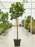 Ficus Lyrata D 38 H 200 cm - PlantenShop24 - 02-05-2025