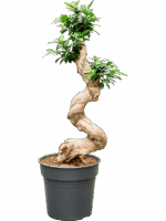 Ficus Microcarpa Compacta D 27 H 85 cm - PlantenShop24 - 17-04-2025