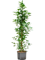 Ficus Microcarpa Moclame D 25 H 145 cm - PlantenShop24 - 17-04-2025