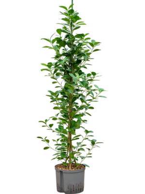 Ficus Microcarpa Moclame D 25 H 145 cm - PlantenShop24 - 17-04-2025