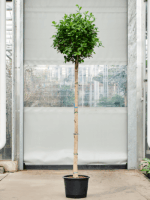 Ficus Microcarpa Moclame D 32 H 220 cm - PlantenShop24 - 17-04-2025