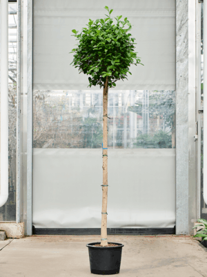 Ficus Microcarpa Moclame D 32 H 220 cm - PlantenShop24 - 17-04-2025